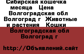 Сибирская кошечка 1,5 месяца › Цена ­ 100 - Волгоградская обл., Волгоград г. Животные и растения » Кошки   . Волгоградская обл.,Волгоград г.